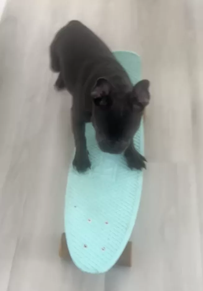 Frenchie Introduction to Skateboard!